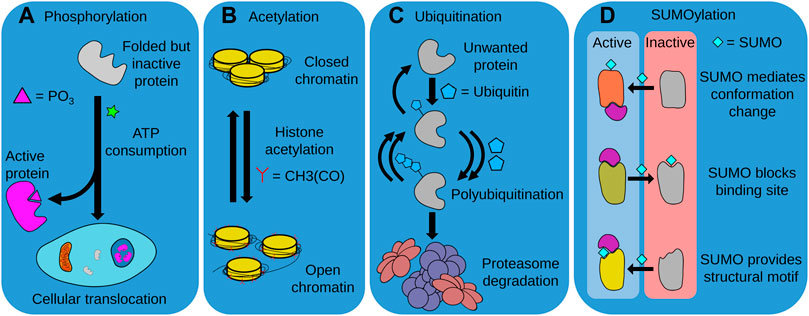 Heat shock (41°C, 1 h) inhibits both Rac and Cdc 42 activation and