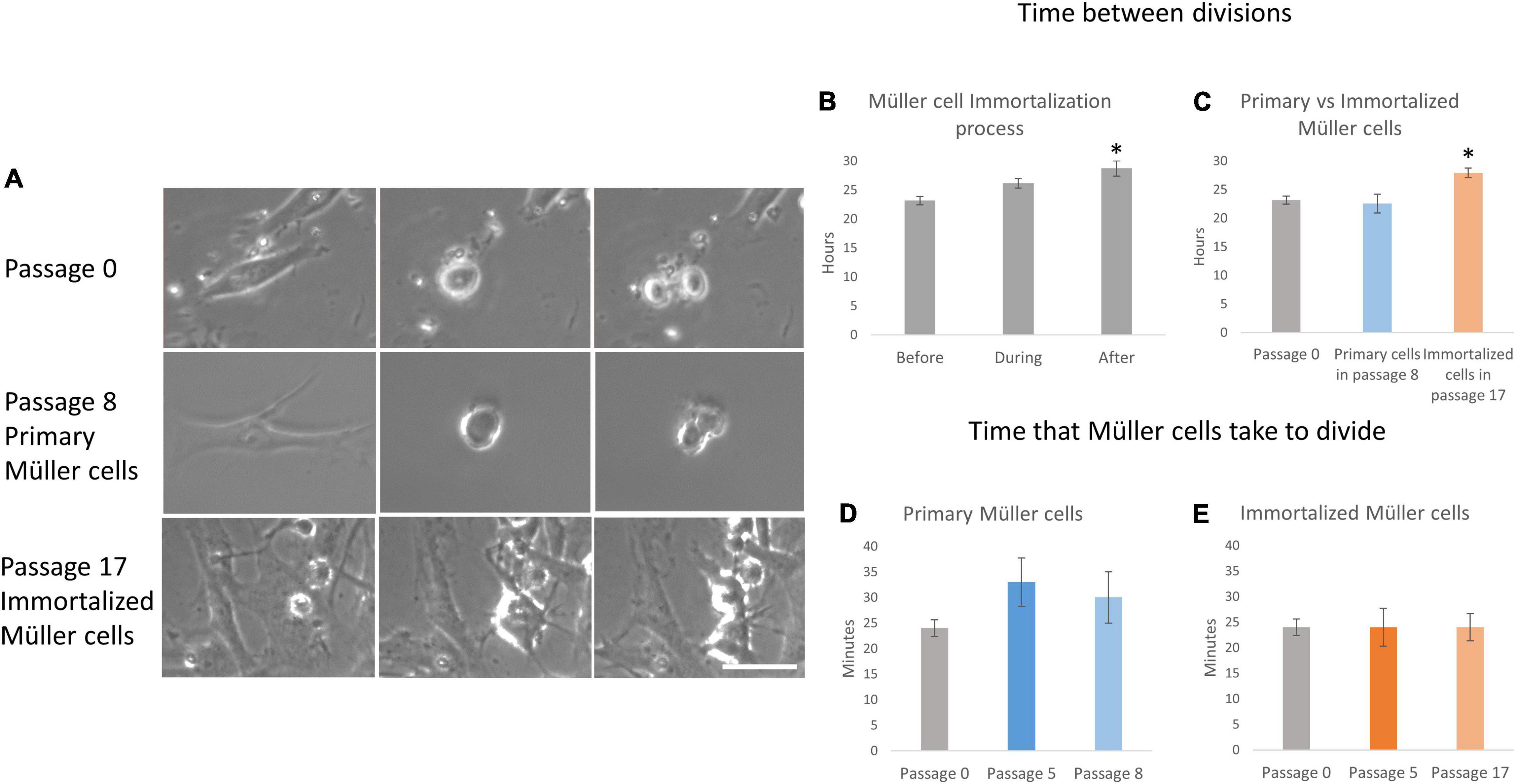 Frontiers  Characteristics of Whale Müller Glia in Primary and  Immortalized Cultures