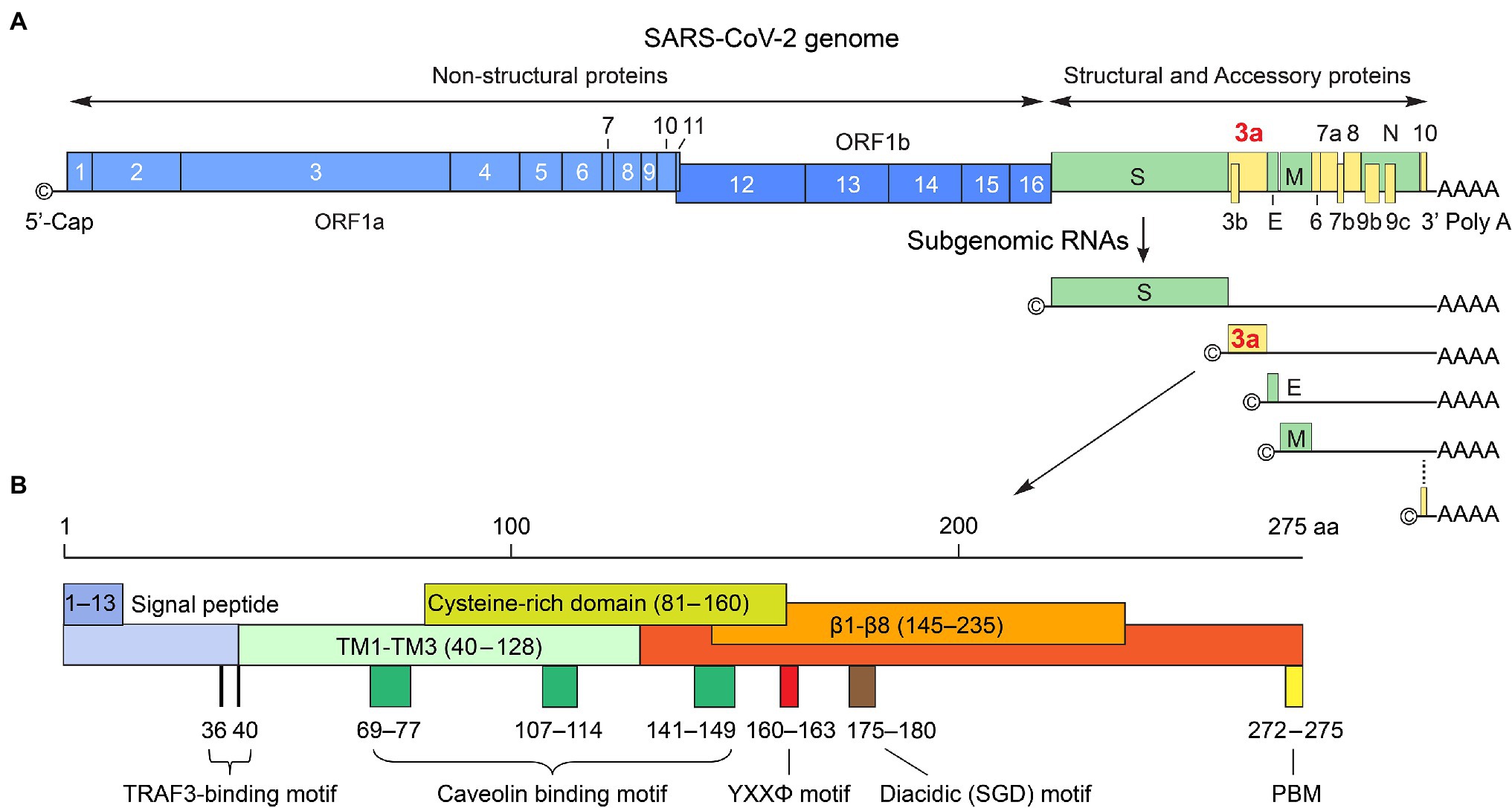 SARS-CoV-2 ORF3A interacts with the Clic-like chloride channel-1 (CLCC1)  and triggers an unfolded protein response [PeerJ]