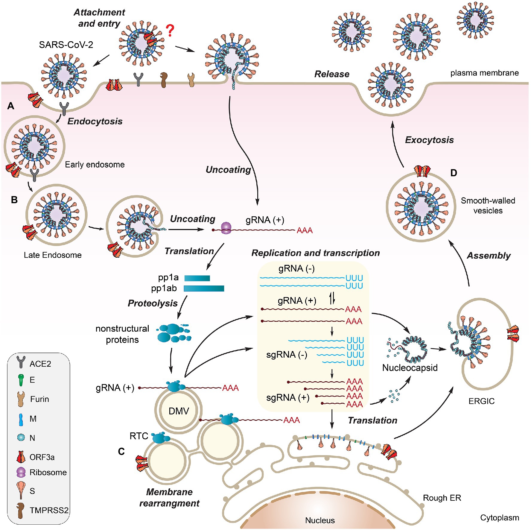 SARS-CoV-2 ORF3A interacts with the Clic-like chloride channel-1 (CLCC1)  and triggers an unfolded protein response [PeerJ]