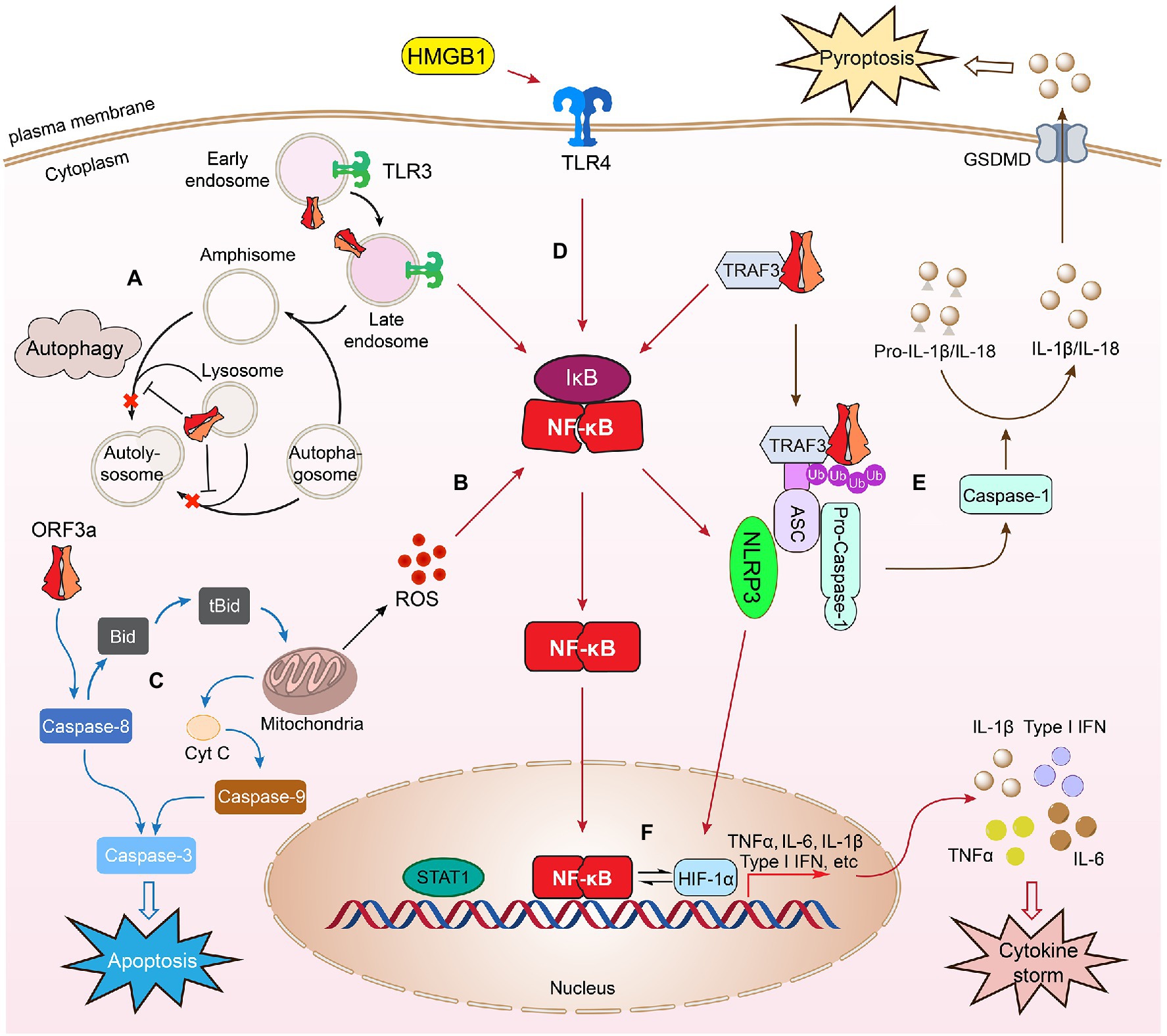 SARS-CoV-2 ORF3A interacts with the Clic-like chloride channel-1 (CLCC1)  and triggers an unfolded protein response [PeerJ]