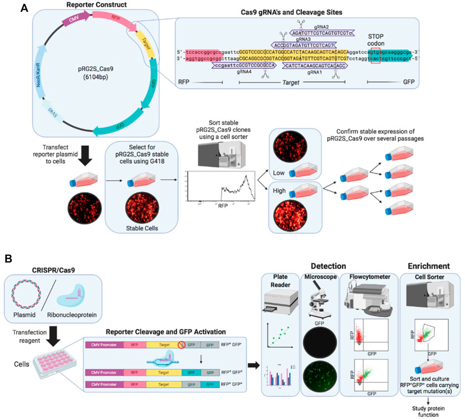 Gene Knockout/mutation - Creative Biolabs