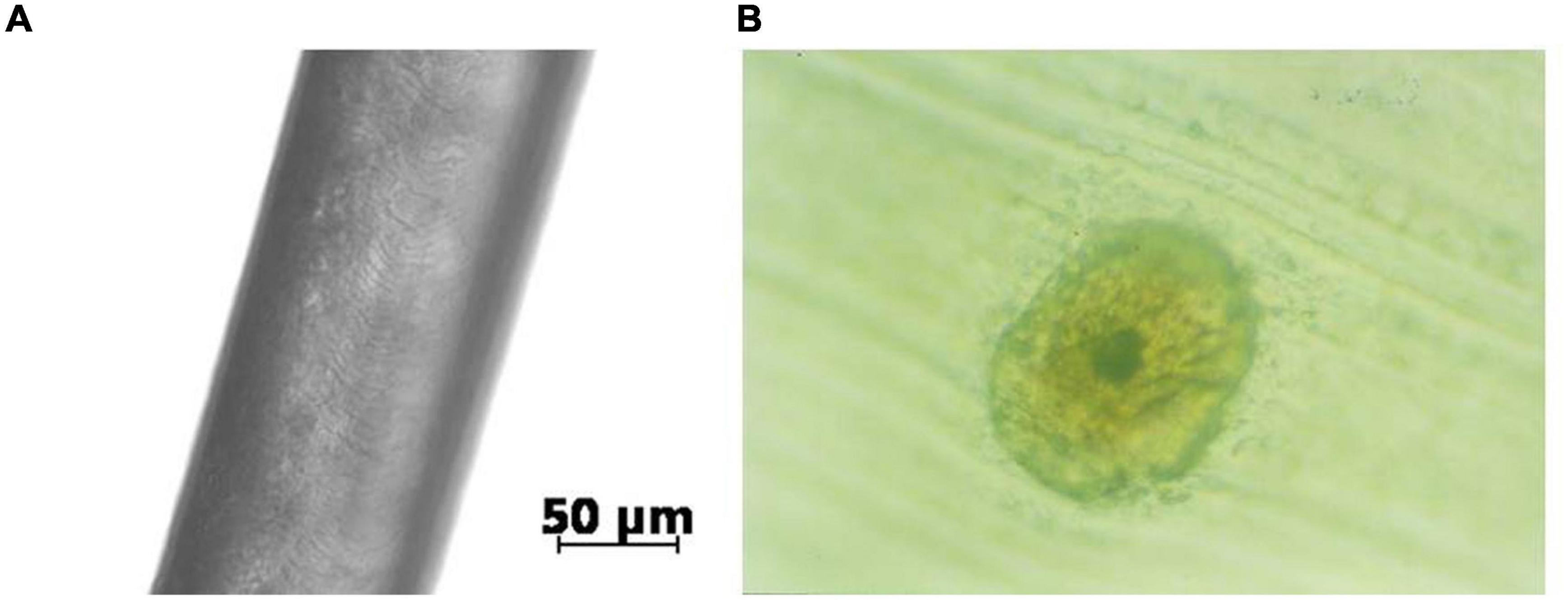 Age of Laboratory Hamster and Human: Drawing the Connexion – Biomedical and  Pharmacology Journal