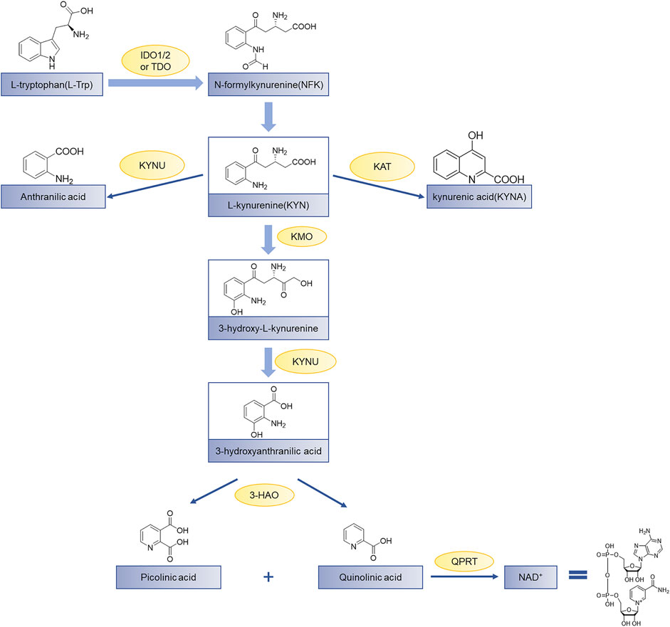 allergology-cardiology-engiology-diosminhesperidin