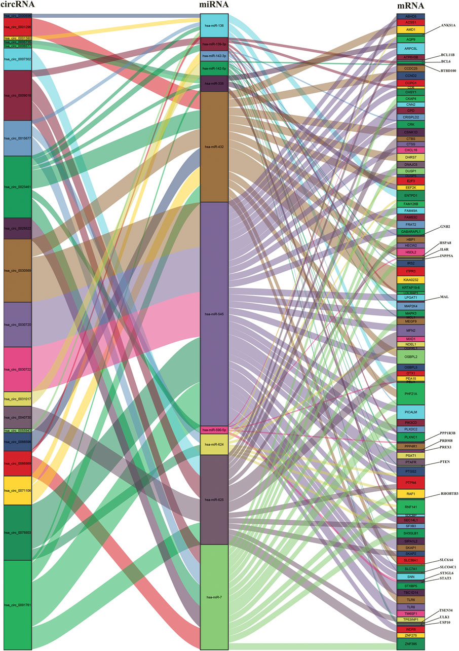 Frontiers | Construction and Bioinformatics Analysis of circRNA-miRNA ...