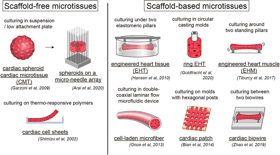 2- and 3-Dimensional Myocardial Strain in Cardiac Health and Disease