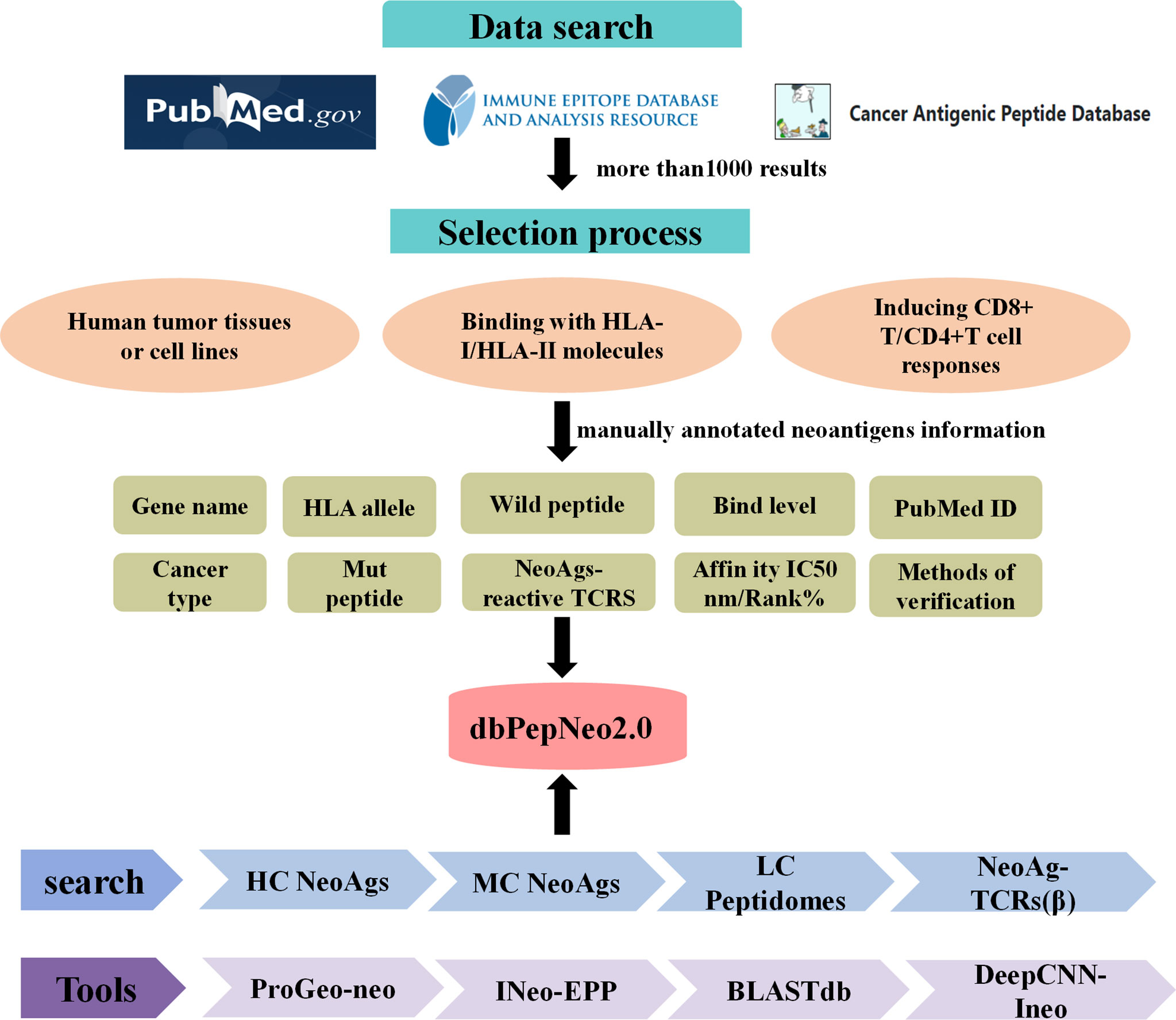 Frontiers  dbPepNeo2.0: A Database for Human Tumor Neoantigen Peptides  From Mass Spectrometry and TCR Recognition