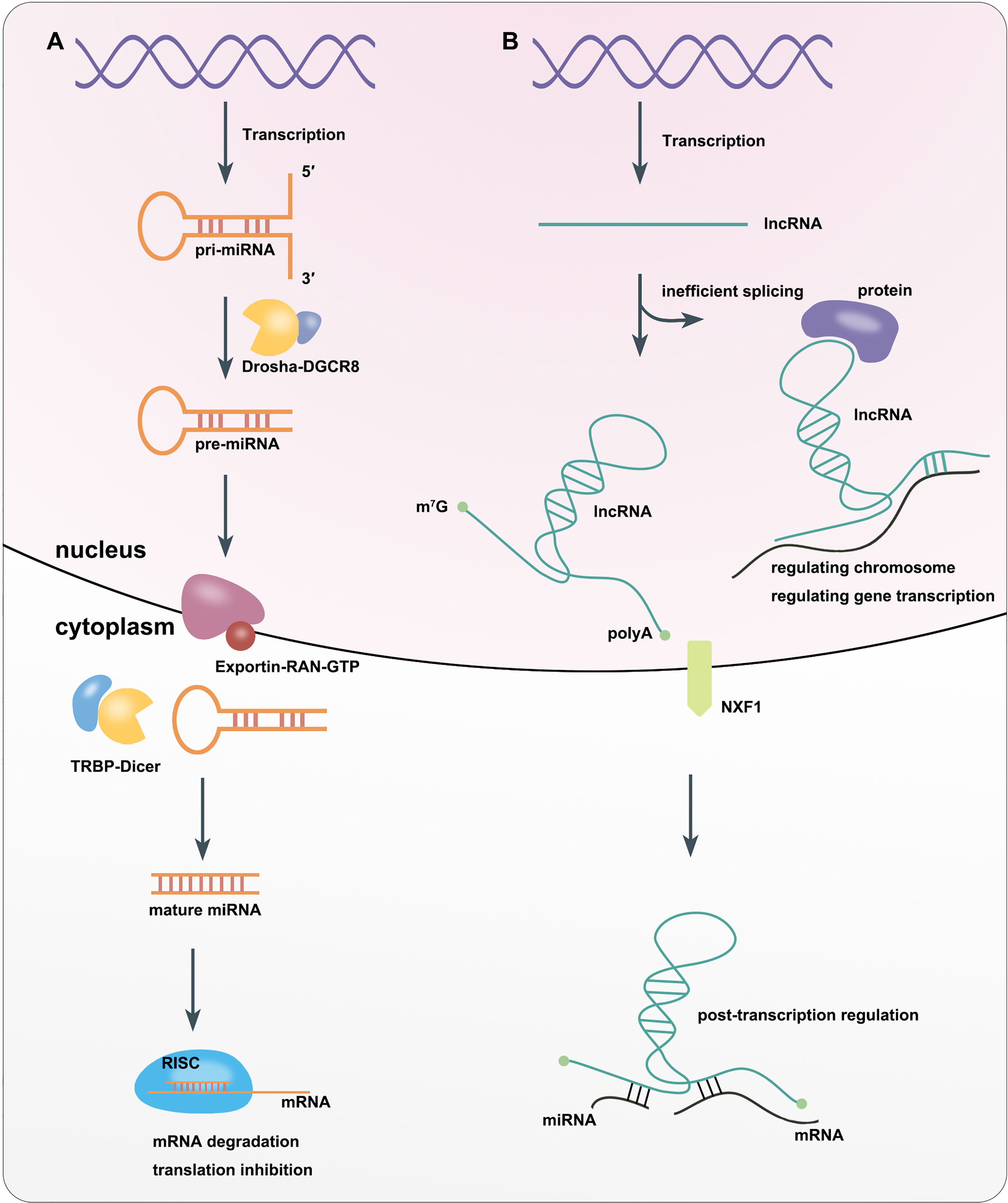 Frontiers  MicroRNAs, long non-coding RNAs, and circular RNAs and