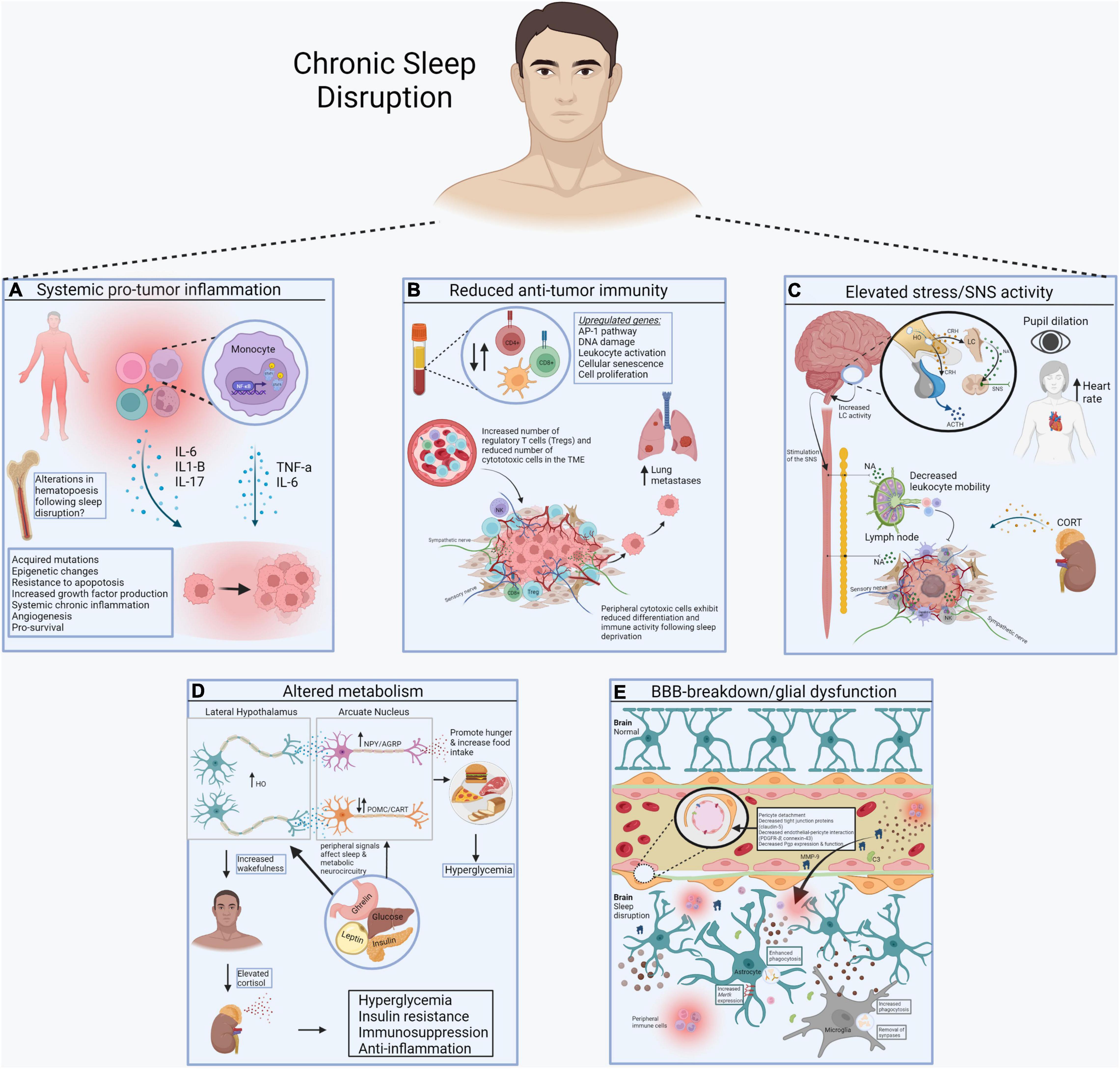 Frontiers  Cellular and Molecular Mechanisms of REM Sleep Homeostatic  Drive: A Plausible Component for Behavioral Plasticity