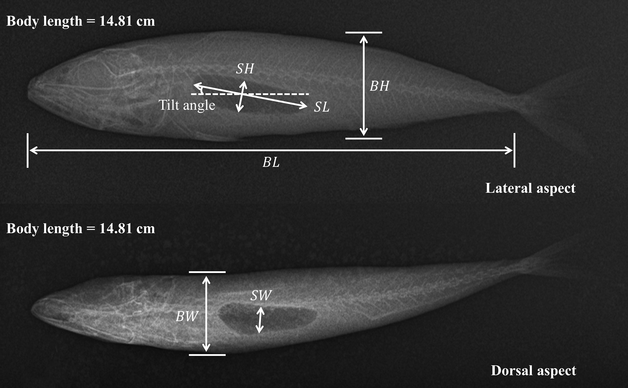 Frontiers  Impacts of Morphological Characteristics on Target Strength of  Chub Mackerel (Scomber japonicus) in the Northwest Pacific Ocean