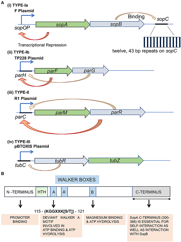 Frontiers  Catching a Walker in the Act—DNA Partitioning by ParA Family of  Proteins