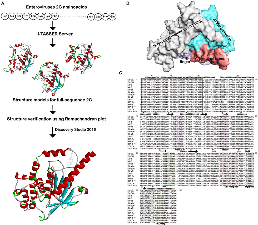 zakdoek Buitensporig Frank Frontiers | Structure Prediction and Potential Inhibitors Docking of  Enterovirus 2C Proteins