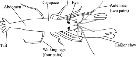 图1 -虾是甲壳类动物，典型的是一只爪子比另一只爪子大。