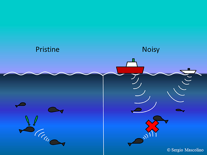 图3 -噪音污染会干扰水下动物的交流