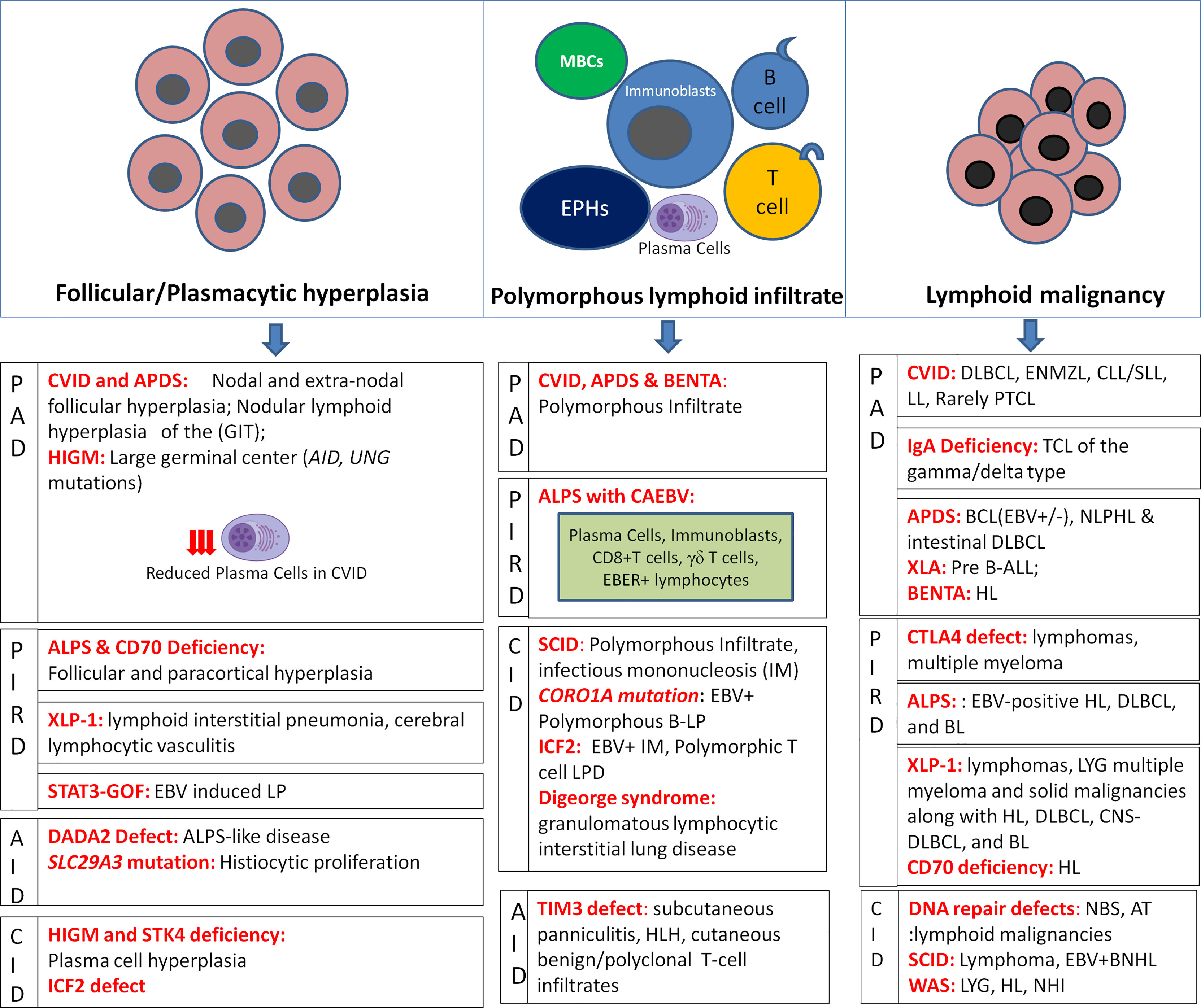 Frontiers | Lymphoproliferation in Errors of Immunity: The Eye Not See What the Mind Does Not Know
