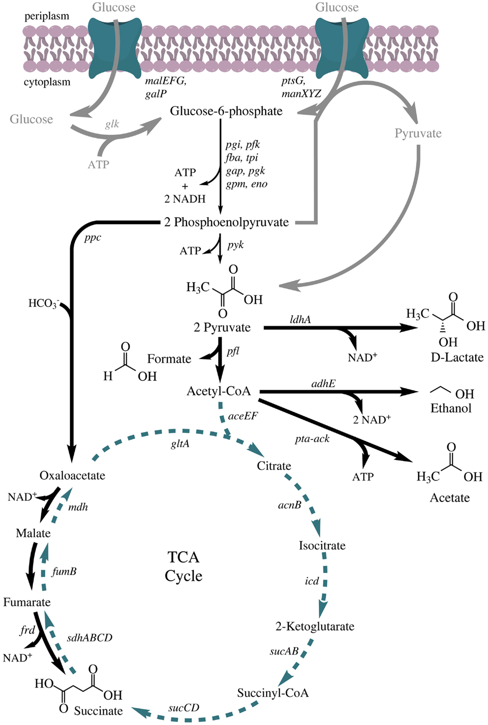 Mixed acid fermentation - Wikipedia