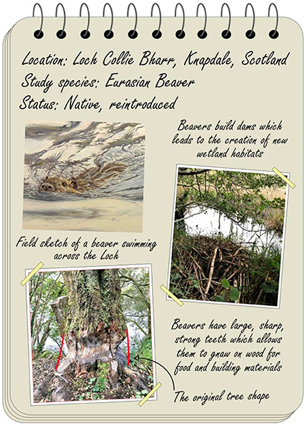 Figure 2 - The benefits of the beaver reintroduction in Loch Collie Bharr, Knapdale, Scotland.