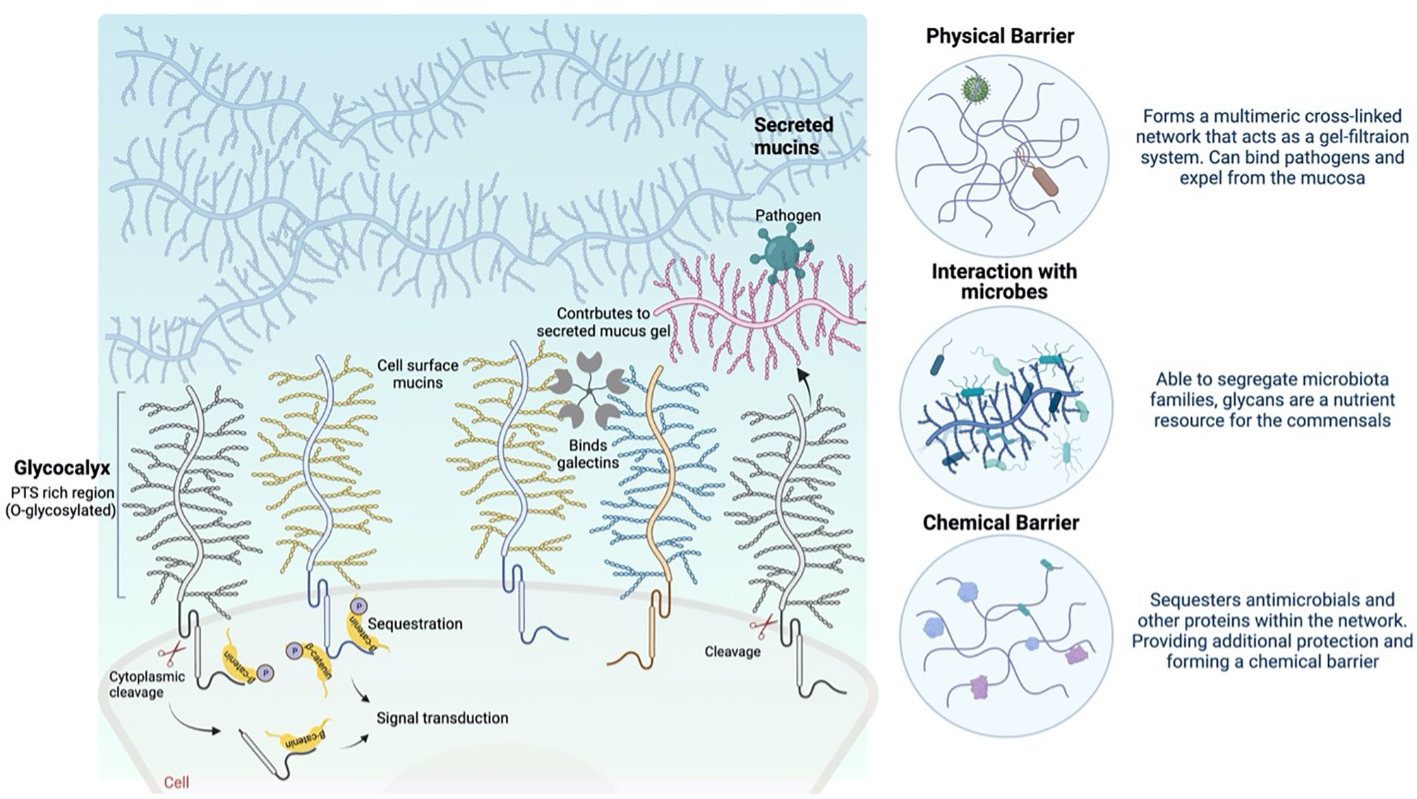 Full article: Intestinal mucin-type O-glycans: the major players in the  host-bacteria-rotavirus interactions