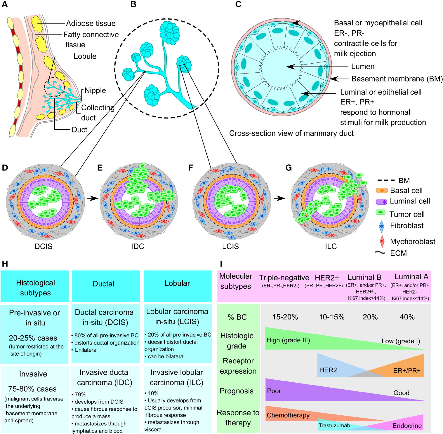 Frontiers Breast Cancer Stem Like Cells In Drug Resistance A Review