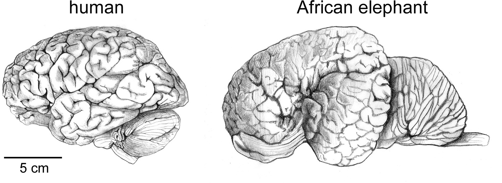 Размер мозга увеличивается. Размер мозга слона и человека.