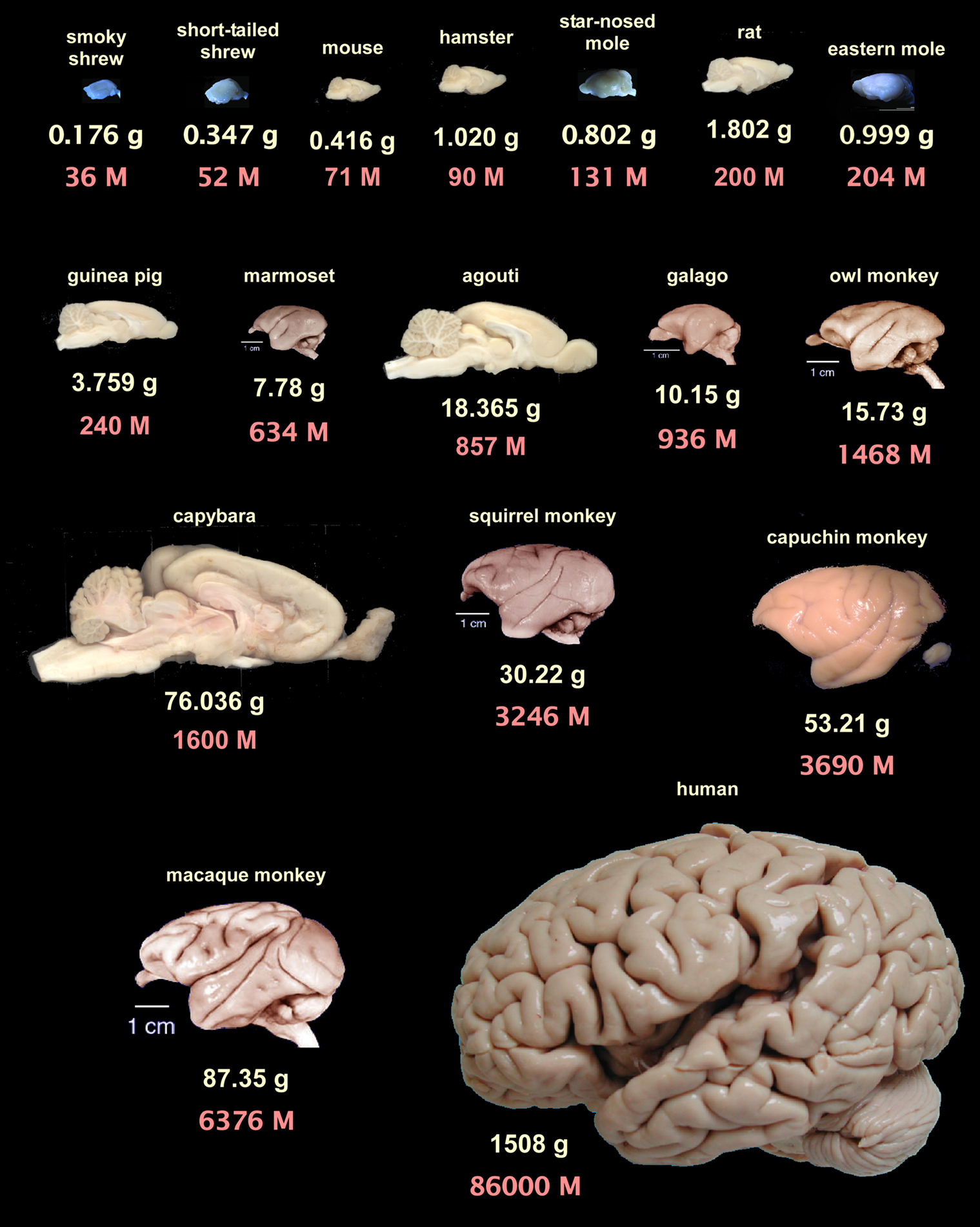 Размер мозга увеличивается. Размер мозга. Размер мозга человека. Размеры мозга животных. Вес мозга животных.