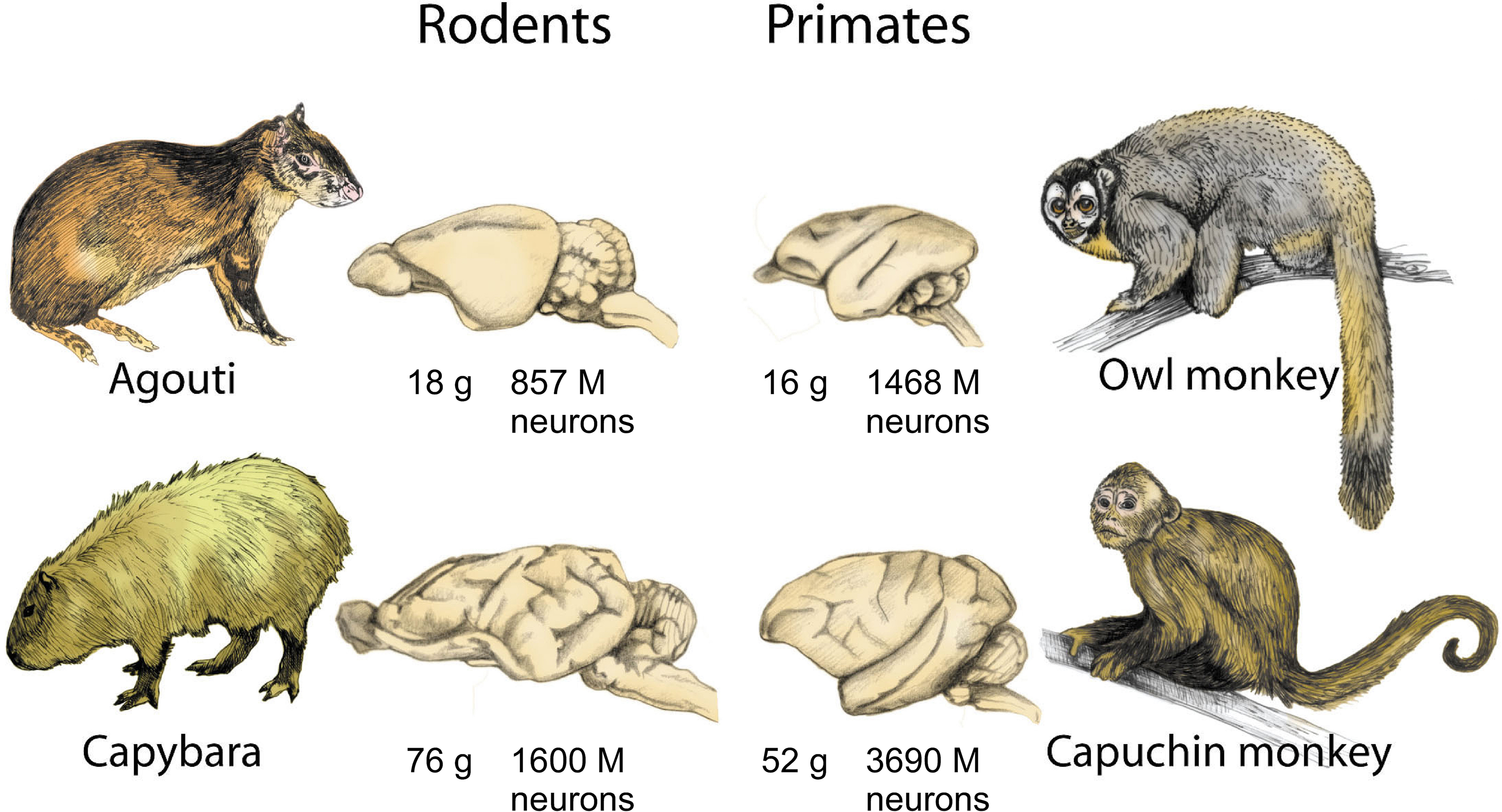 https://www.frontiersin.org/files/Articles/857/fnhum-03-031/image_m/fnhum-03-031-g004.jpg