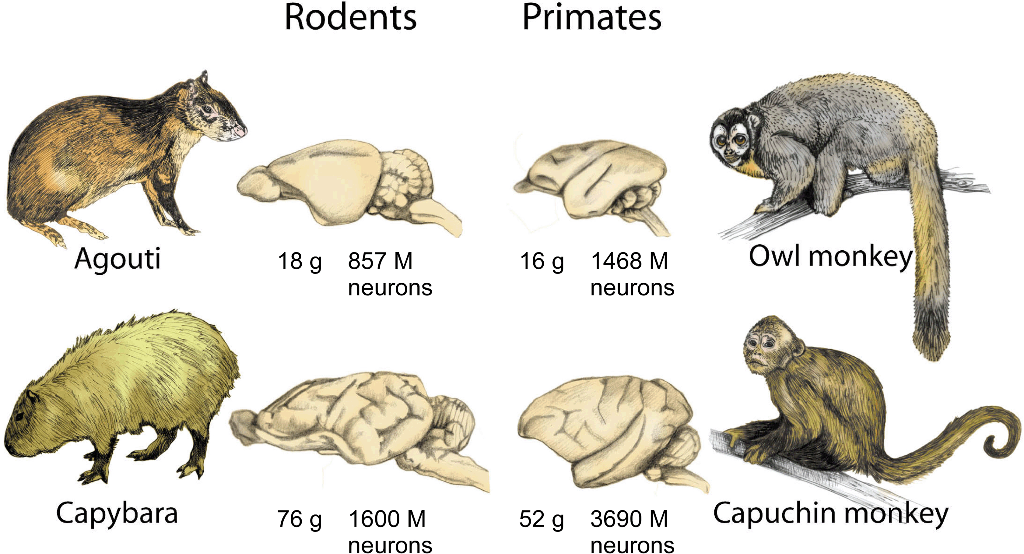 Frontiers The Human Brain In Numbers A Linearly Scaled Up Primate Brain Human Neuroscience