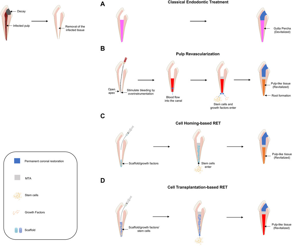 Frontiers | Clinical Potential of Dental Pulp Stem Cells in Pulp ...