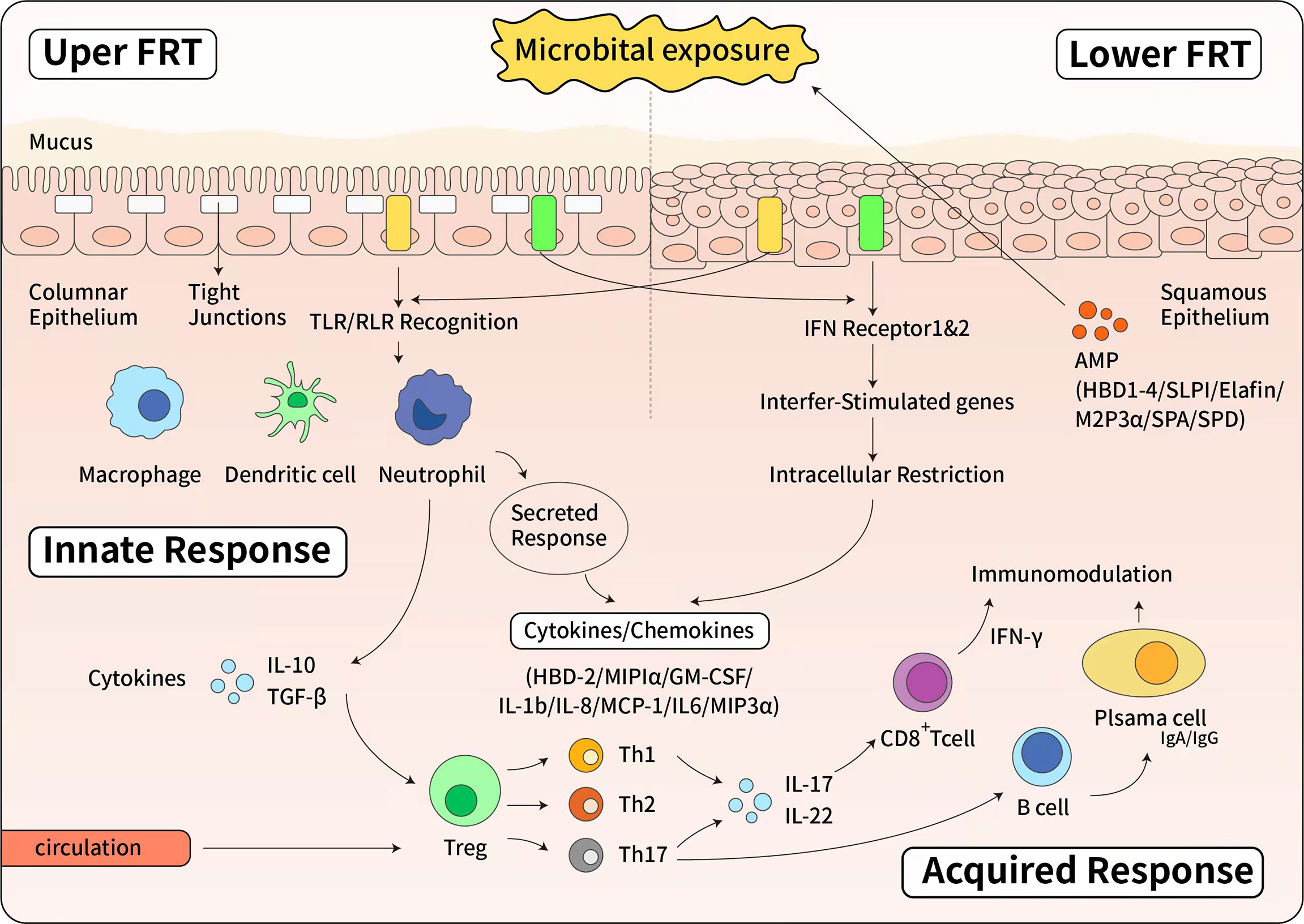 Frontiers  The Interplay Between Cervicovaginal Microbial Dysbiosis and  Cervicovaginal Immunity
