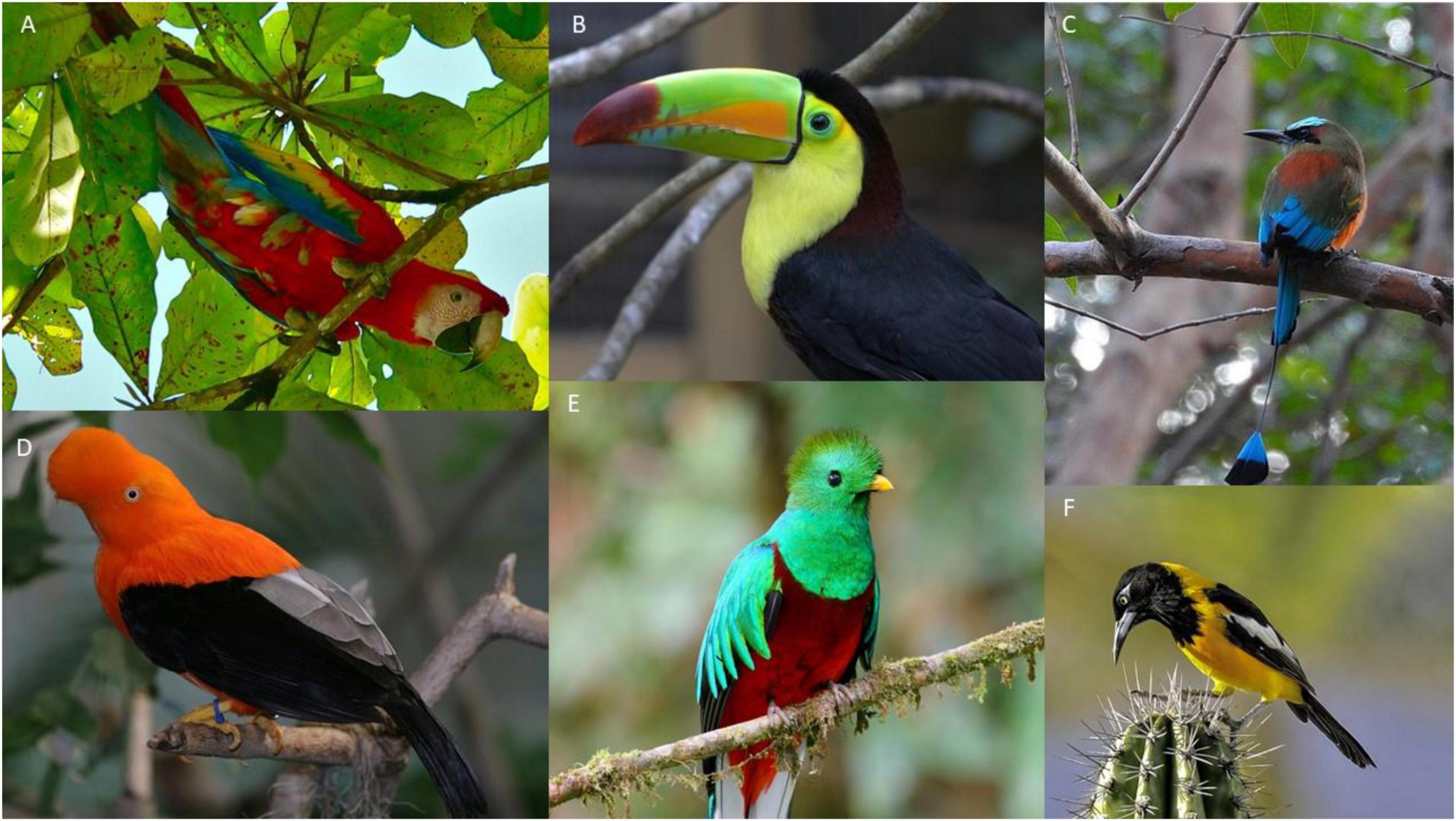 Frontiers | Animal Coloration in the Anthropocene