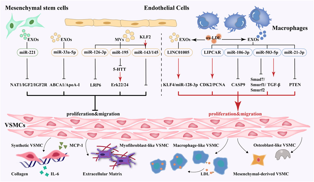 Frontiers Effect Of Extracellular Vesicles From Multiple Cells On Vascular Smooth Muscle Cells
