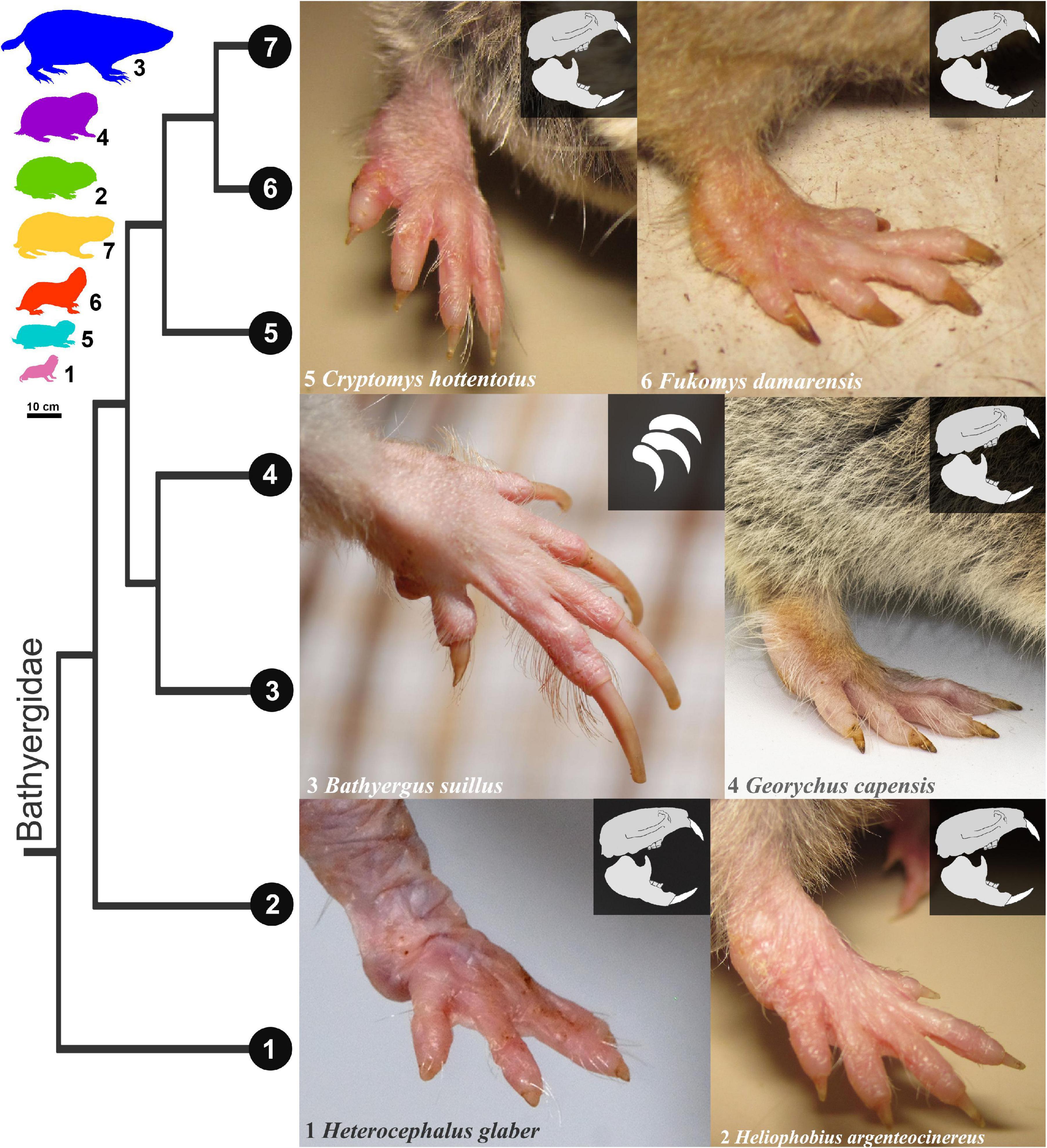 Frontiers Functional anatomy and disparity of the postcranial skeleton of African mole-rats (Bathyergidae) picture