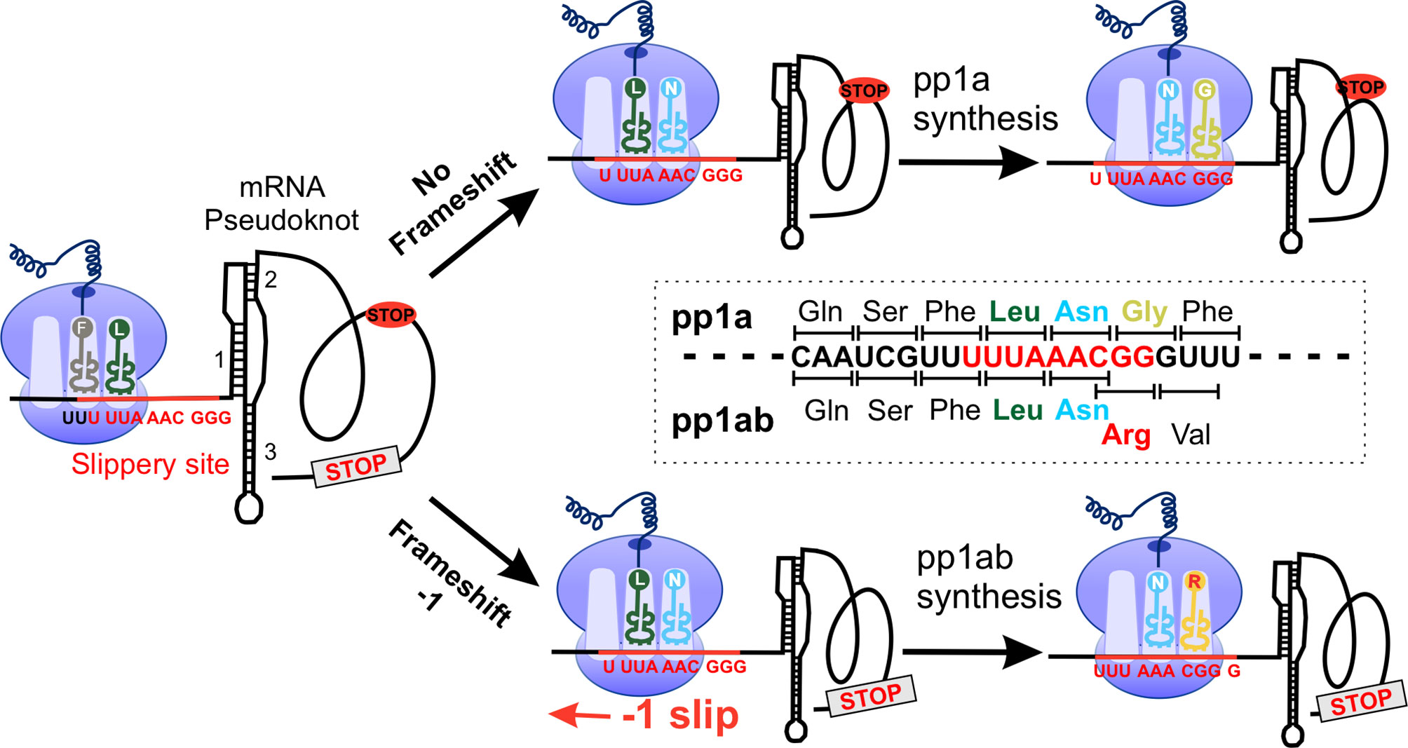 Structural basis of suppression of host translation termination by Moloney  Murine Leukemia Virus