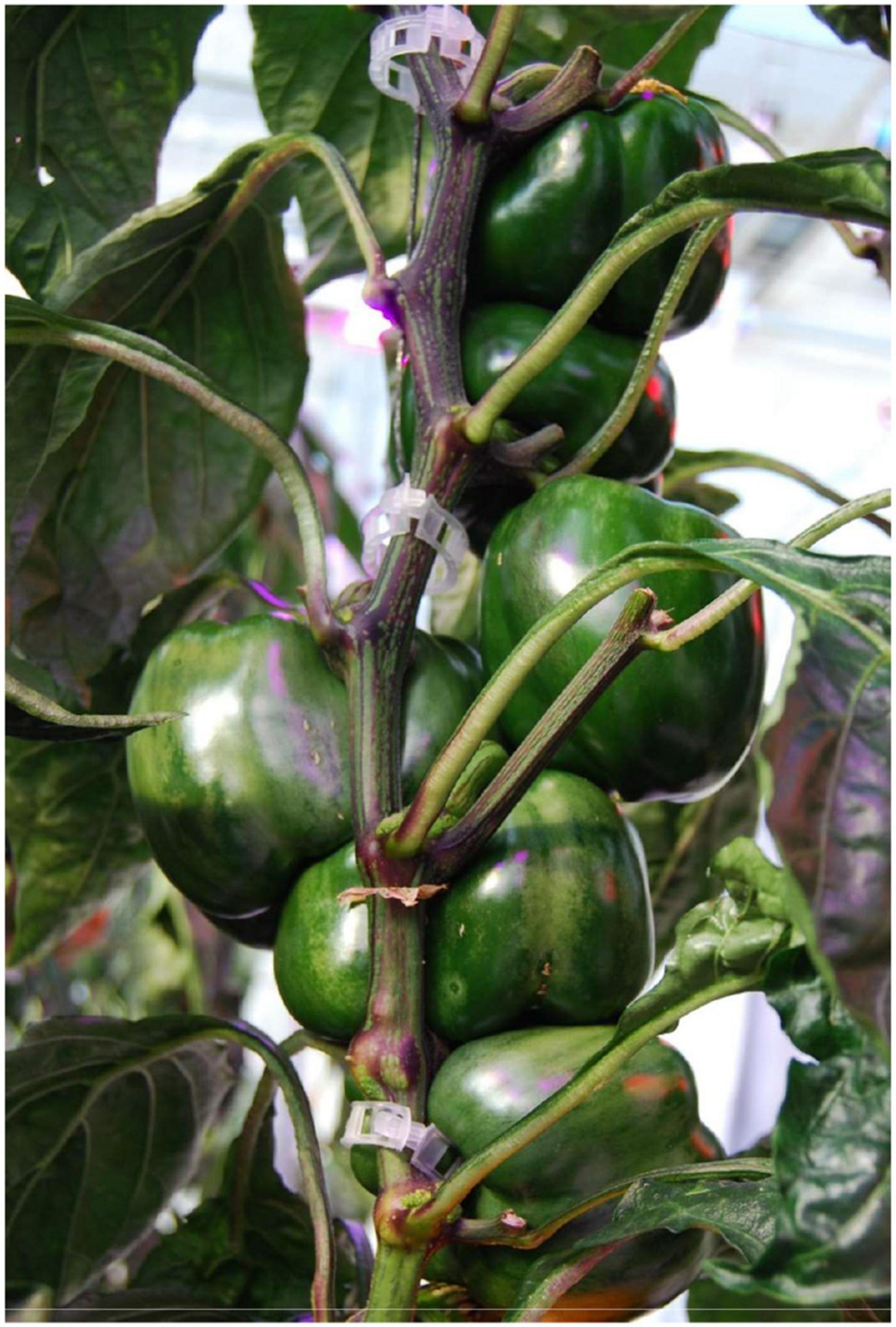 Green Bell Peppers Finally Get a Little Respect - The New York Times