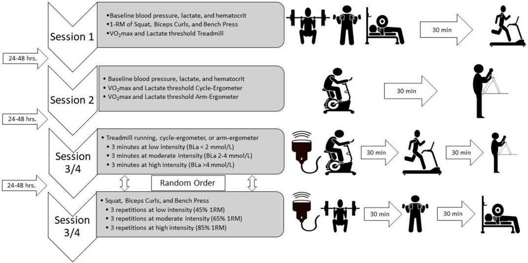 Frontiers  Differences in Blood Flow Patterns and Endothelial