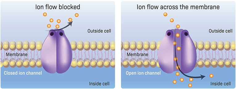 图 2 - 神经细胞膜中的离子通道。