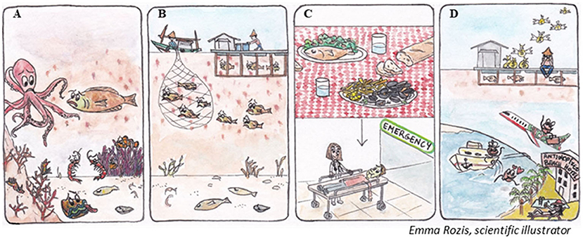 Figure 1 - Harmful algal blooms have several negative consequences: (A) Aquatic animals can suffer and die from lack of oxygen, reducing an area’s biodiversity.