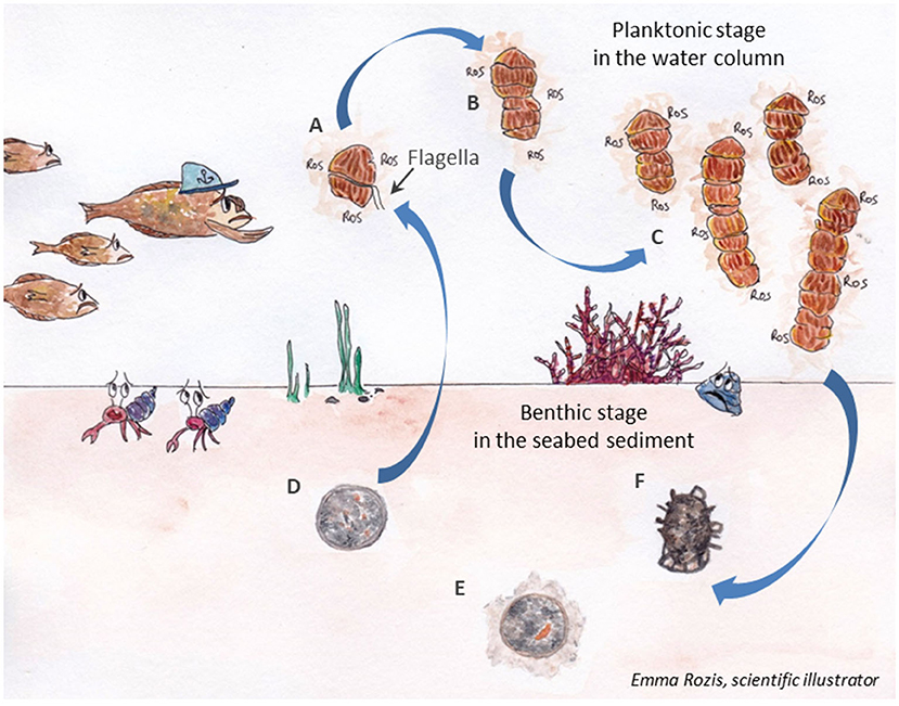 Figure 3 - The life cycle of Margalefidinium polykrikoides in seawater and in seabed sediments.
