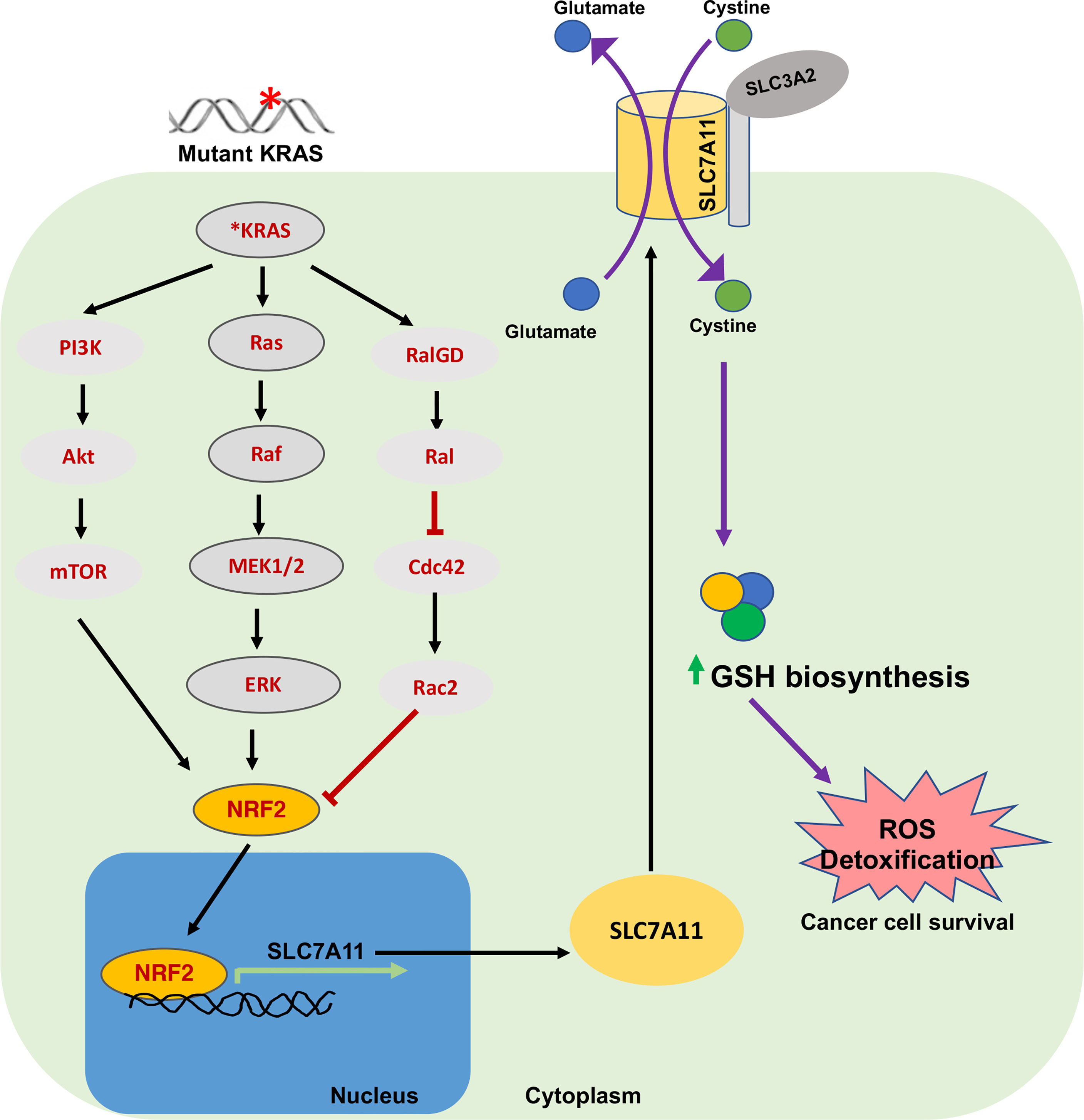 Peroxynitrite Inhibits Glutamate Transporter Subtypes (∗) - Journal of  Biological Chemistry