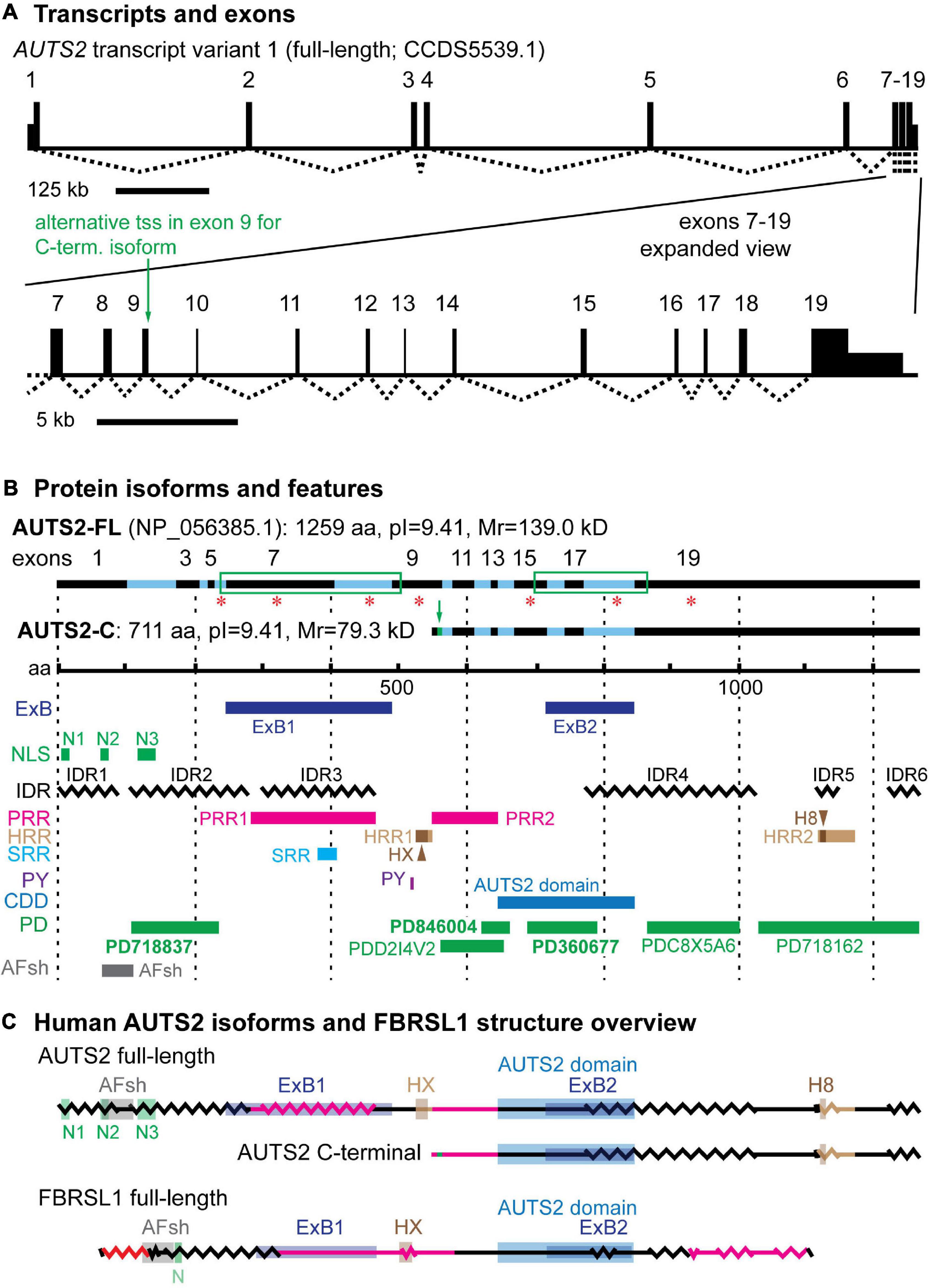 NRF1 Association with AUTS2-Polycomb Mediates Specific Gene Activation in  the Brain