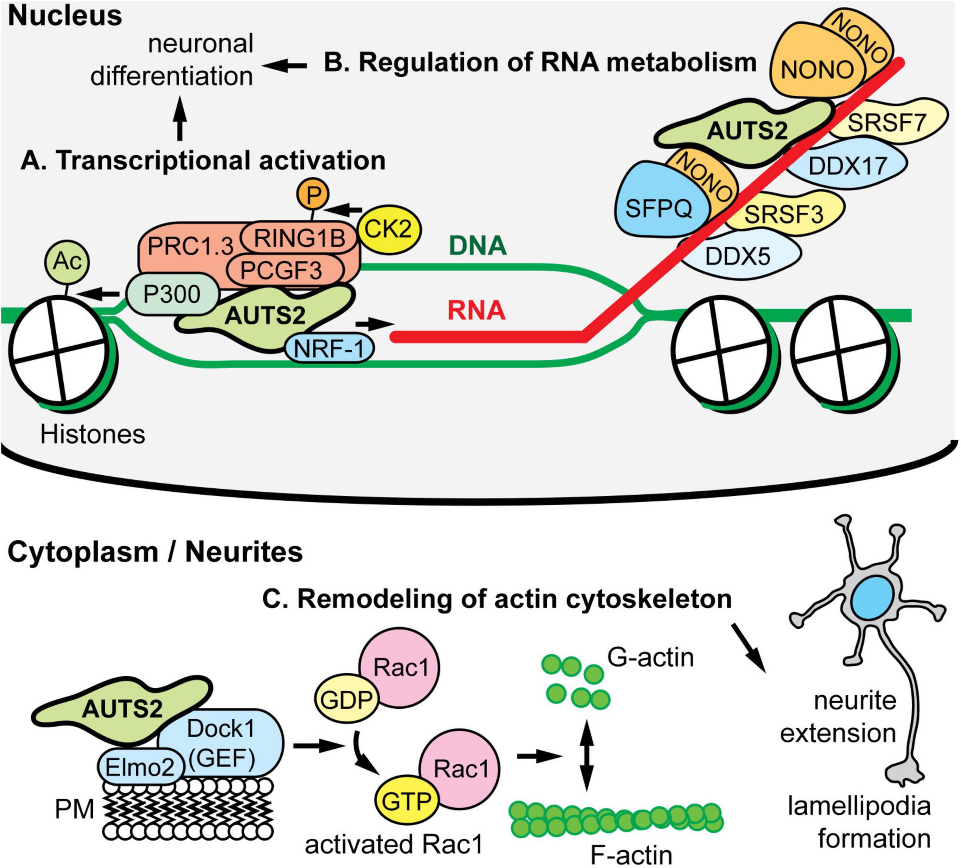 NRF1 Association with AUTS2-Polycomb Mediates Specific Gene Activation in  the Brain