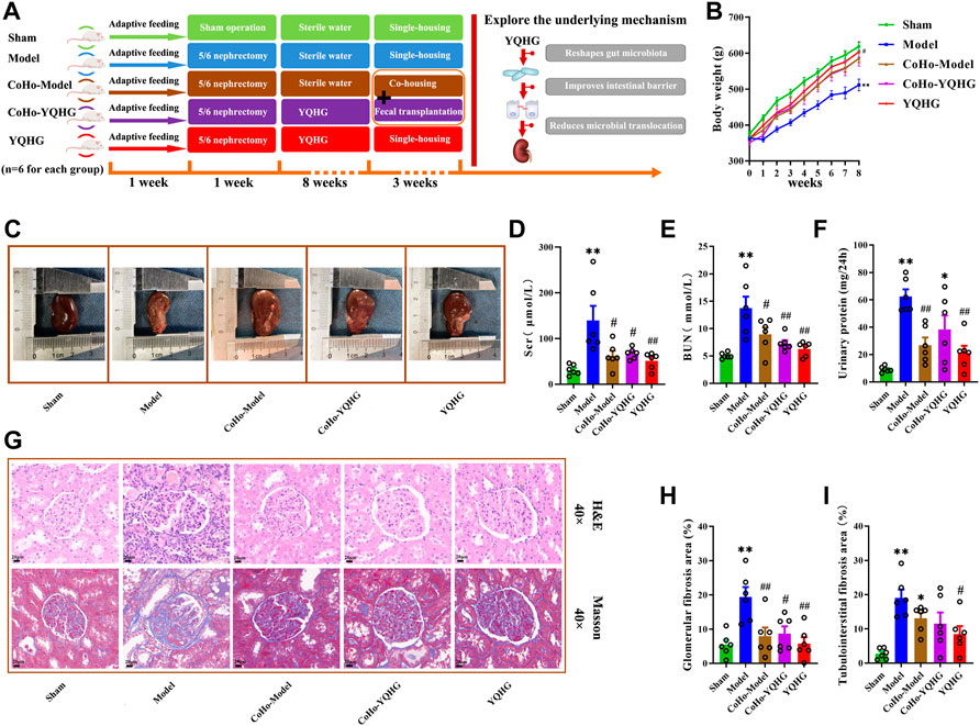 Frontiers | Yishen Qingli Heluo Granule Ameliorates Renal 