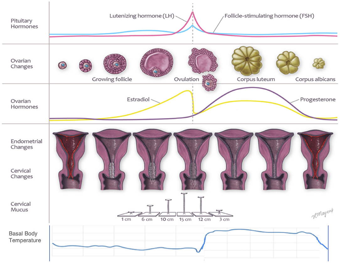 Ovulation, Physiology, Hormones & Fertility