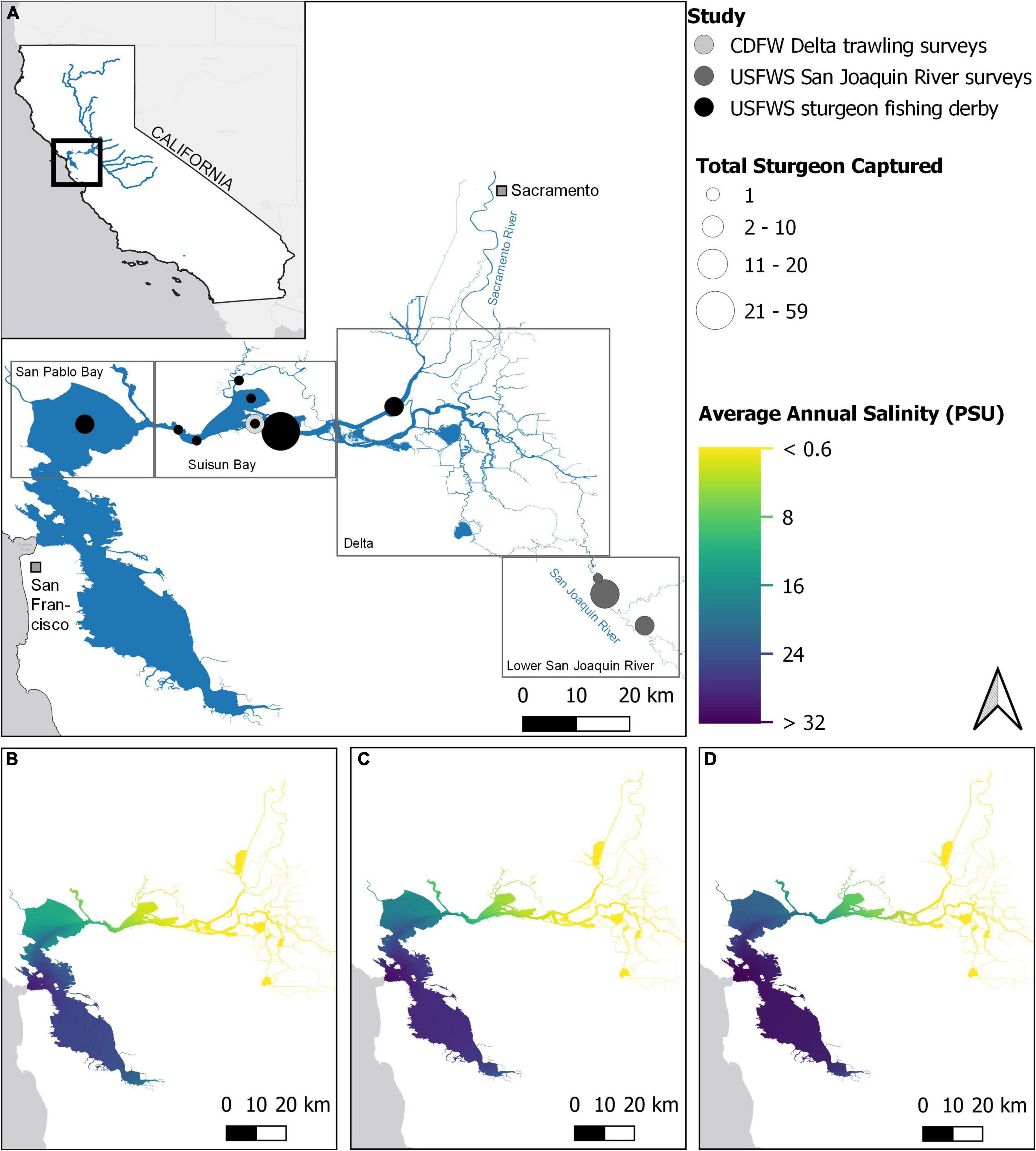 Frontiers  Diversity in Habitat Use by White Sturgeon Revealed Using Fin  Ray Geochemistry