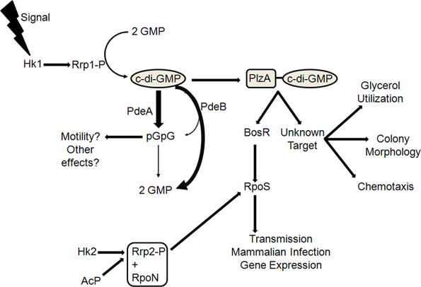cyclic amp signaling pathway cyclic amp signaling pathway