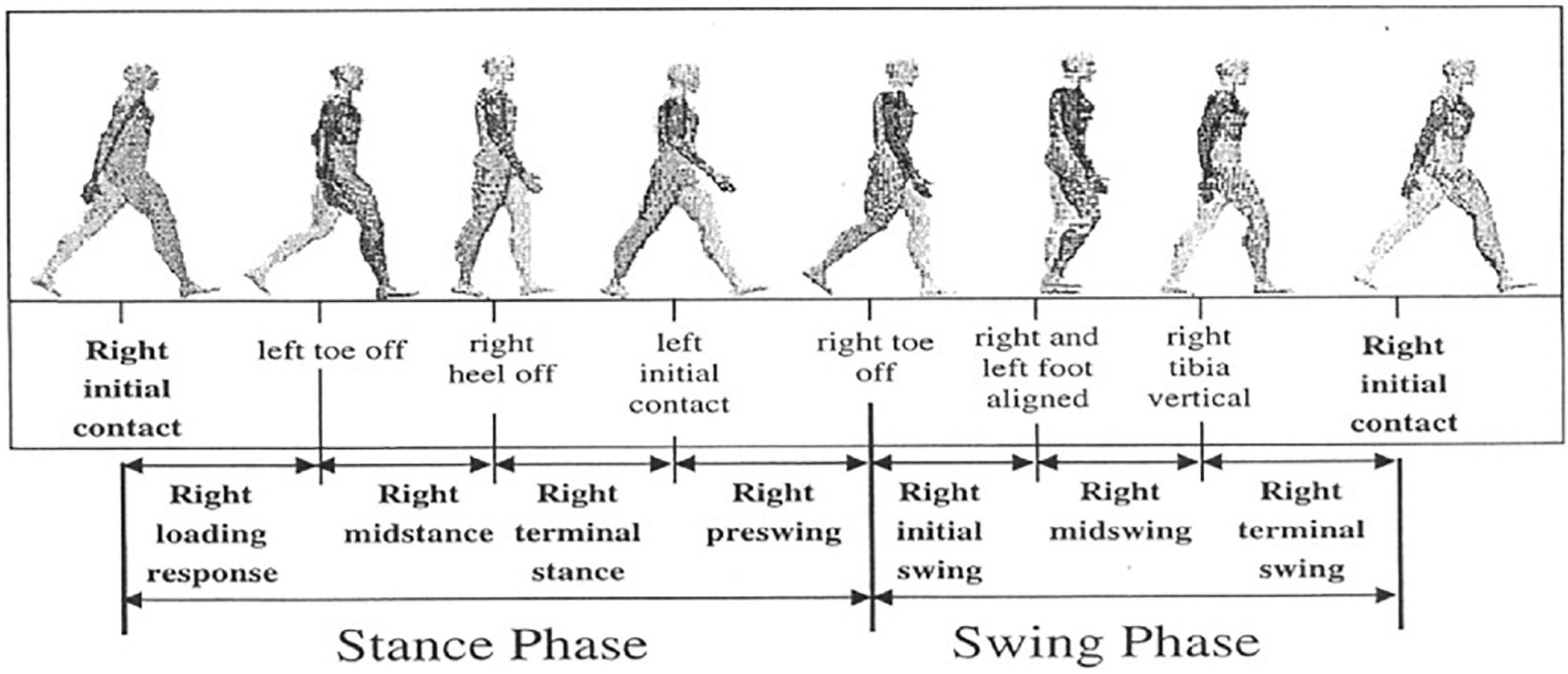 Solved EXERCISE 4 THE BIPEDAL GAIT Work in a group to