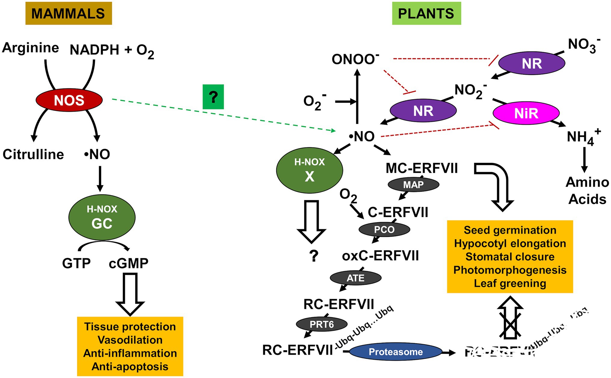 Frontiers  Phytohormonal Regulation Through Protein S-Nitrosylation Under  Stress