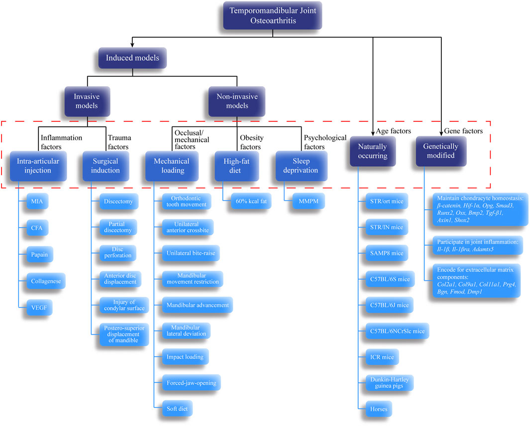 Frontiers | Animal Models of Temporomandibular Joint Osteoarthritis ...