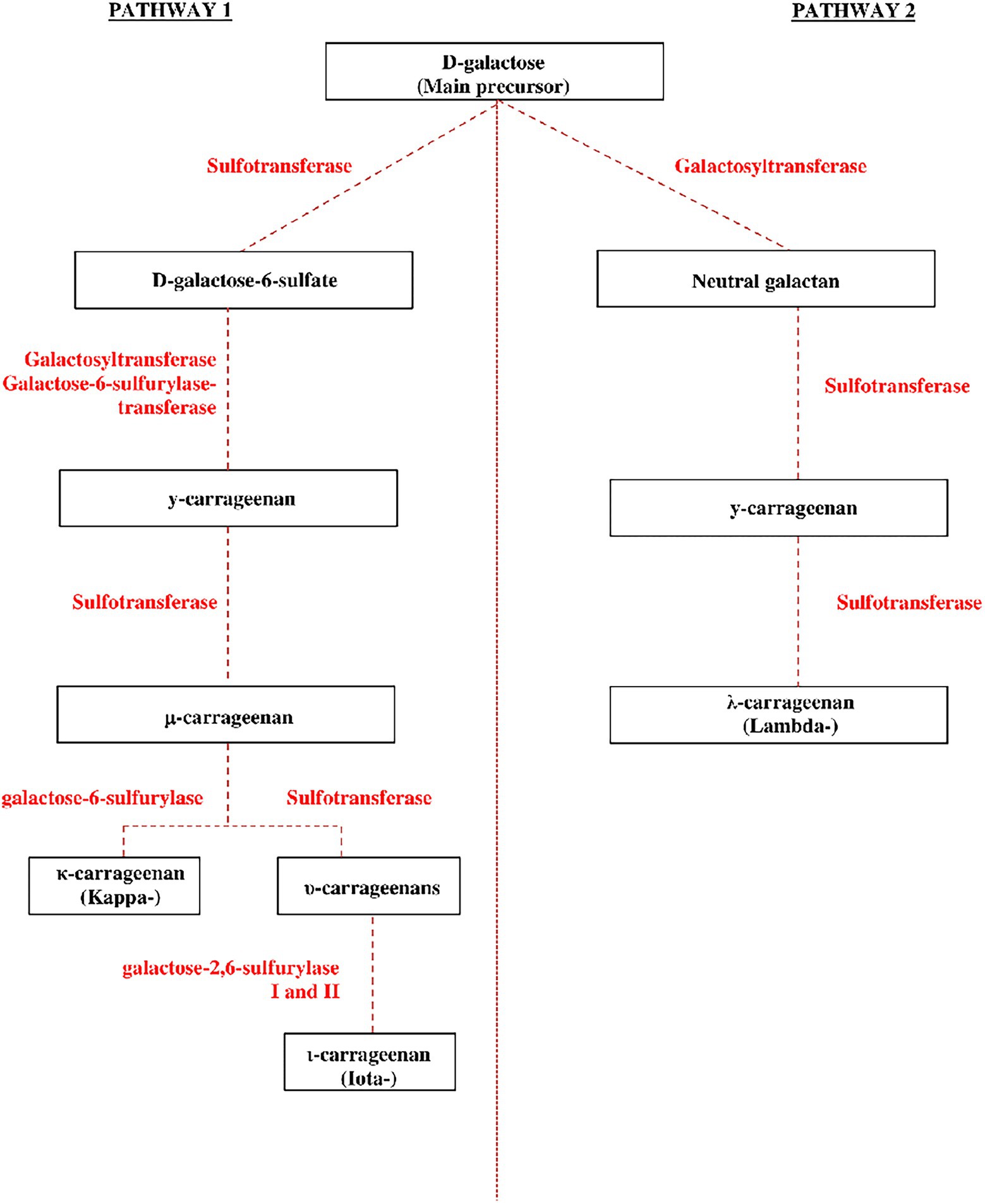 Iota-carrageenan from red seaweed inhibits SARS-CoV-2 in