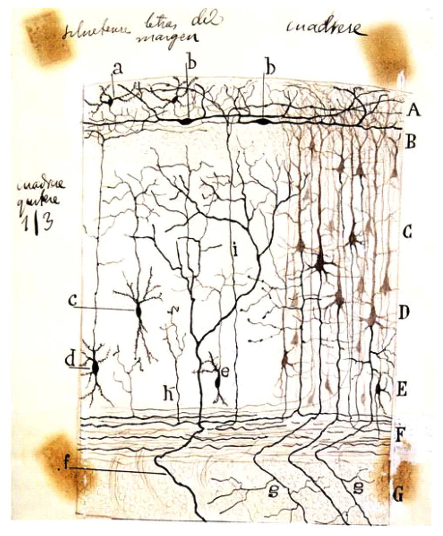 Cajal-Retzius Cell - an overview